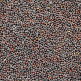 Black Mustard Seeds – Dry Bulk (200g To 50kg), Food Grade, From India