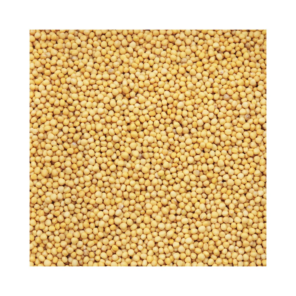 Yellow mustard seeds Yellow mustard seeds