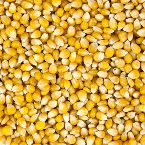 Pop Corn