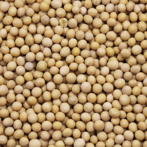 Organic Soya Beans 400g