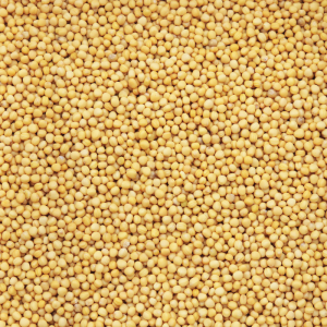 Yellow mustard seeds