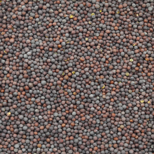 Black Mustard Seeds 200g