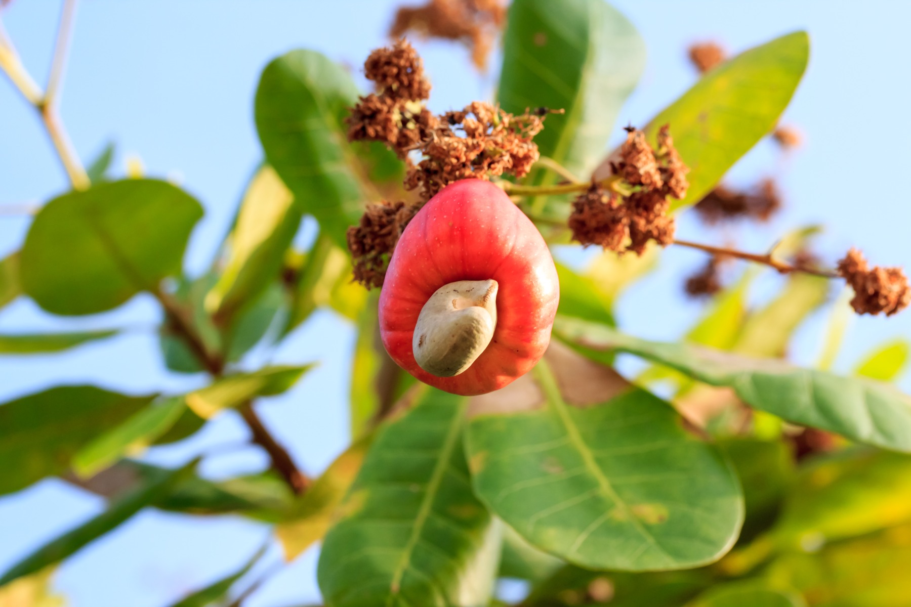 Cashews growing